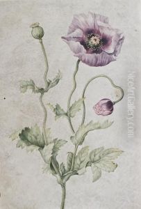 Anemone by Johanna Helena Herolt Graff