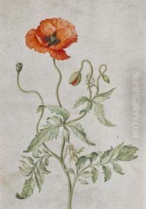 Papavero by Johanna Helena Herolt Graff