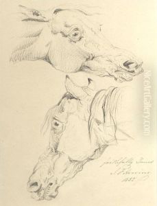 Studies Of A Horse's Head