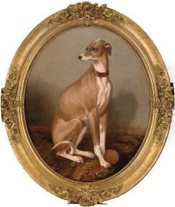 A Whippet Seated In An Interior