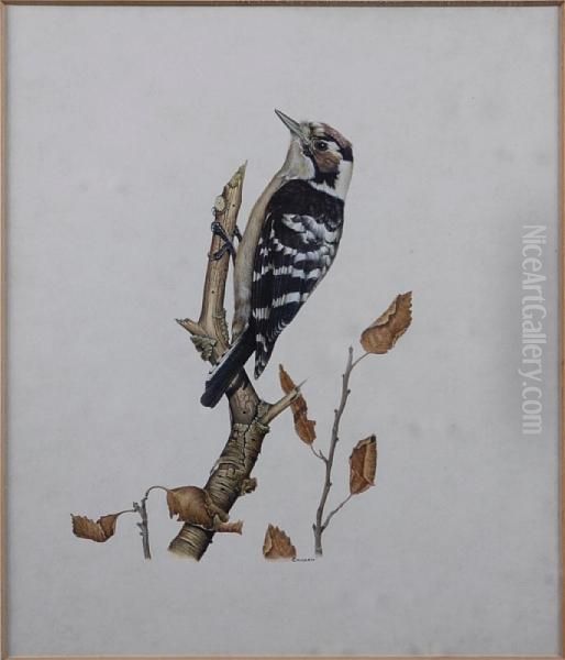 Study Of A Woodpecker - view 1