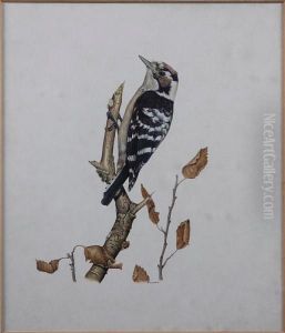 Study Of A Woodpecker by George Arthur Hicken