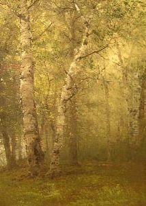 Birches