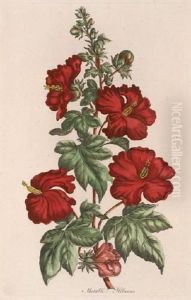 Crimson Hibiscus; Double Crimson Hibiscus; Mutable Hibiscus; Crimson Fig
