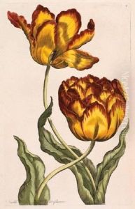Double Oriflamme; Tyger Ixia by John Hill