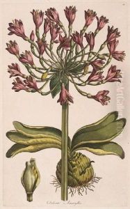 Delicate Amaryllis; Amethystine Callicarpa; Poinciana Delicate Amaryllis; Amethystine Callicarpa; Poinciana