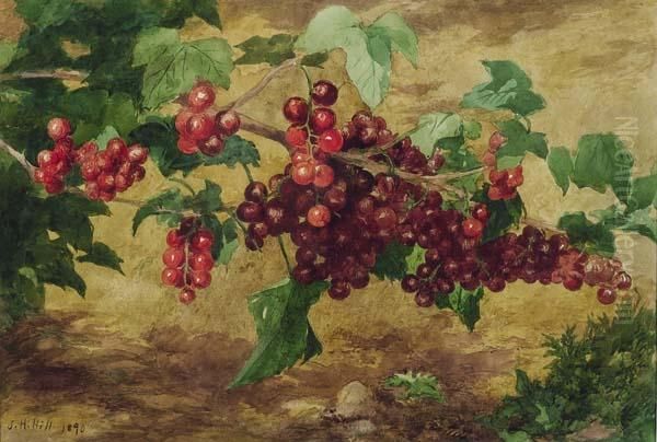 Currants - view 1