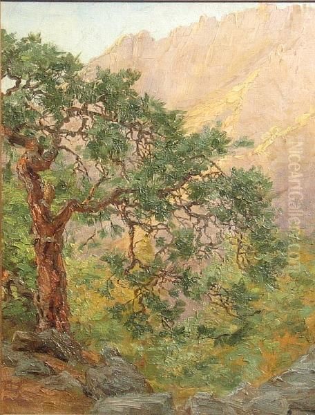 A Juniper In The Mountains - view 1