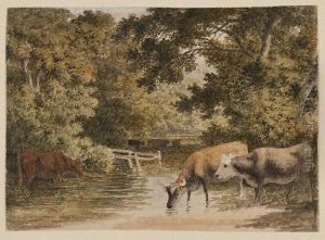 Cattle Watering