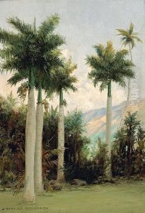 Royal Palms At Moanalua, Near Honolulu by David Howard Hitchcock