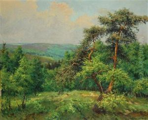 Sommerlandschaft Mit Kiefer