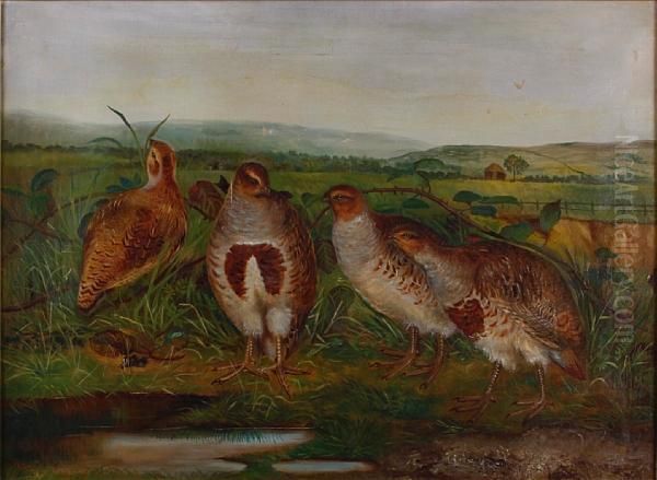 A Group Of Partridge In A Landscape - view 1