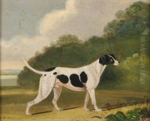 Black And White Hound Black And White Hound