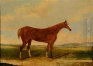Chestnut Racehorse In An Open Field by John R. Hobart
