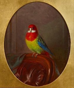 Study Of A Parakeet by J. Sydney Willis Hodges