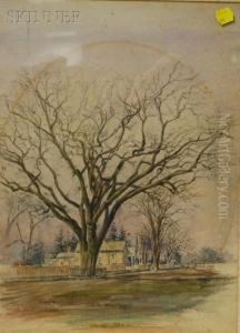 The Washingtonelm Of Cambridge, Massachusetts by Sarah Hodges Swan