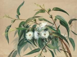 Flowering Gum by G. Hofer