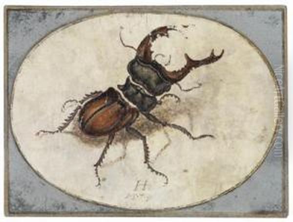 A Stag Beetle - view 1