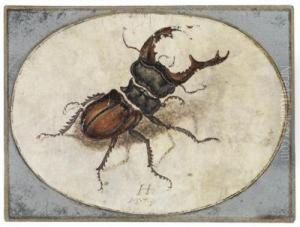 A Stag Beetle by Hans Hoffmann