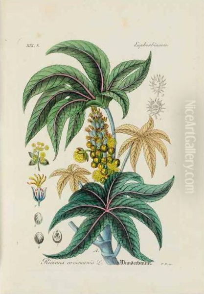 Die Offizinellen Gewachse Der Preussischen Pharmacopoe Fur Mediciner, Pharmaceuten Und Droguisten Bildlich Dargestellt Und Beschrieben. - view 1