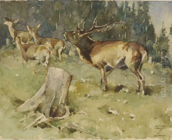 Rohrender Hirsch In Waldlichtung - view 1