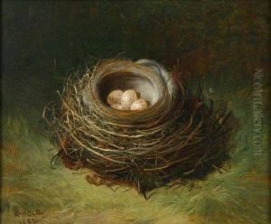 Study Of A Birds Nest With Eggs