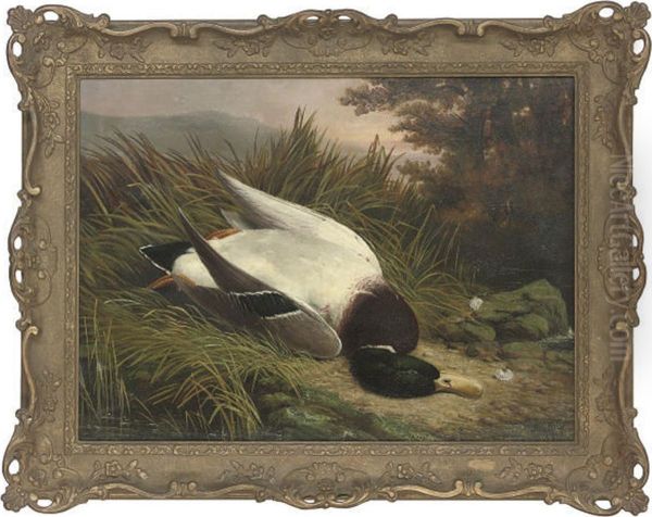 A Dead Mallard - view 1