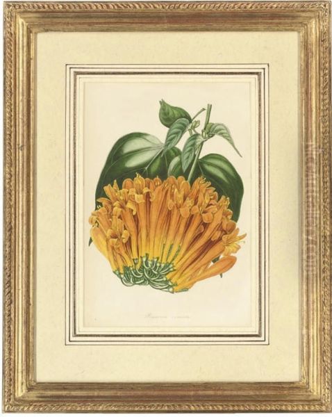 Botanical Studies - view 1