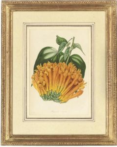 Botanical Studies by H.W Holden