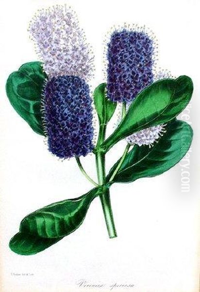 C.-c.- 'veronica Speciosa' - view 1