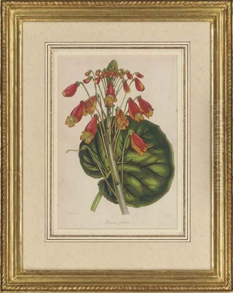 Botanical Studies - view 1