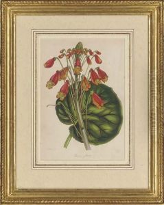 Botanical Studies Botanical Studies