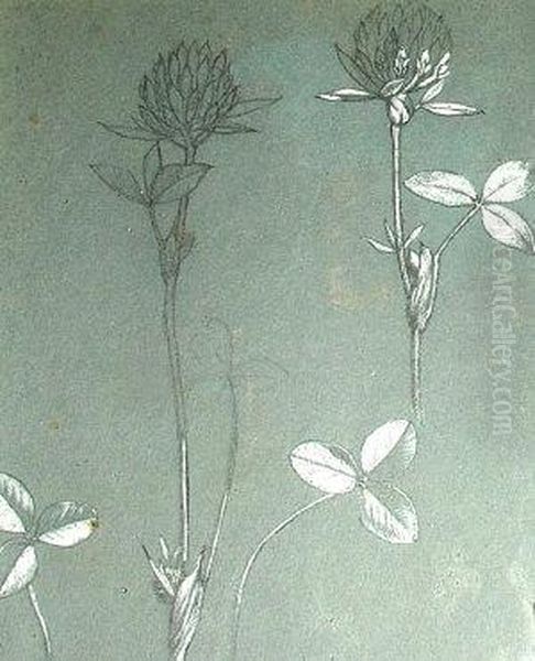 Studies Of Snowdrops And Of Clover - view 1