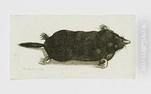 A Mole by Wenceslaus Hollar
