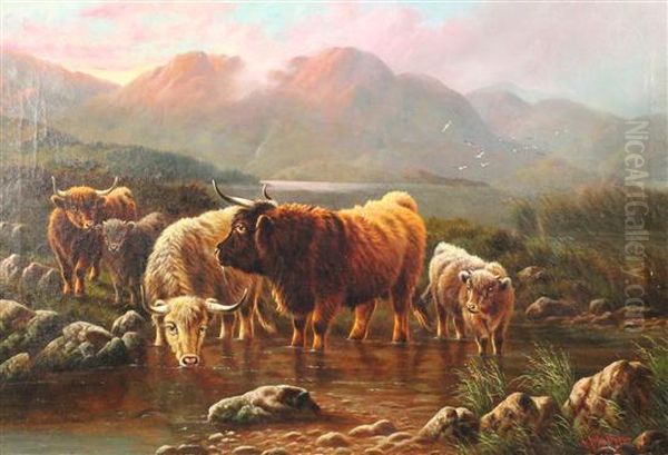 Highland Cattle Watering - view 1
