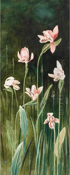 Orchids - view 1