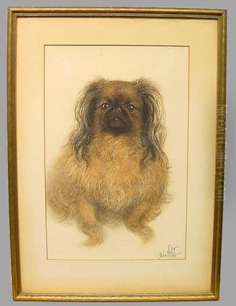 Pekingese - view 1