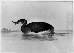 A Moorhen With A Fish In Its Beak by Pieter The Elder Holsteyn