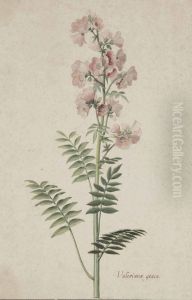 Polemoine Bleue by Pieter the Younger Holsteyn