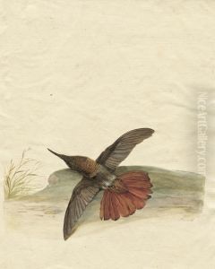 Studie Eines Kolibris by Pieter the Younger Holsteyn