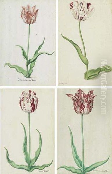Series Of Five Depictions Of Tulips - view 1