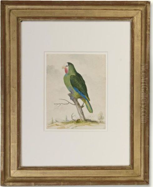 A Green Parakeet - view 1