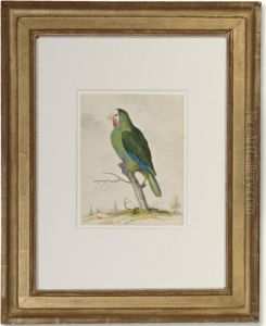 A Green Parakeet by Pieter the Younger Holsteyn