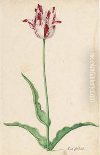A Tulip: - view 1