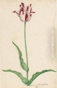 A Tulip: by Pieter the Younger Holsteyn