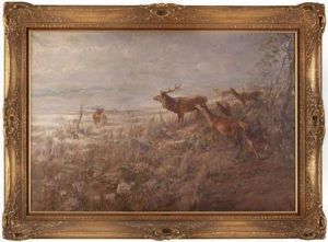 Rotwild Am Waldesrand Mit Hirschen Zur Zeit Der Brunft by Albert Holz