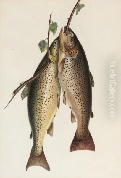 Two Brown Trout - view 1
