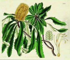 Banksia Paludosa (swamp Banksia) by William Jackson Hooker