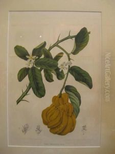 Fleurs, Fruits Et Feullages by Bertha Hoola Van Nooten