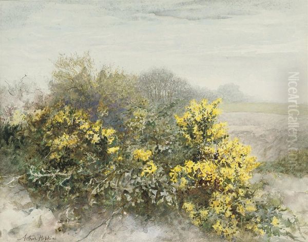 Gorse In Flower On The Isle Of Wight - view 1